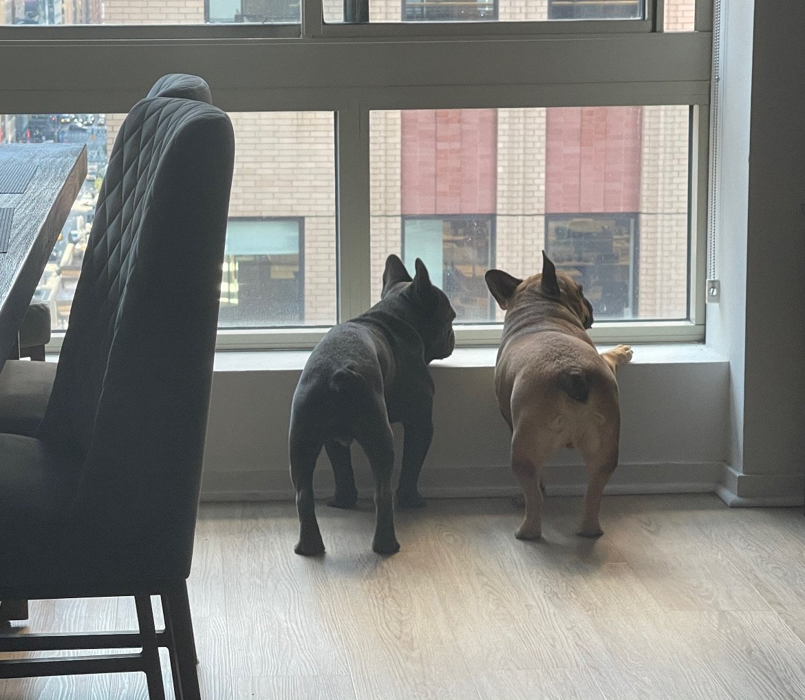 Two French bulldogs at the window