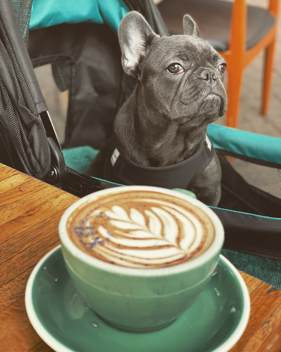 Louis the French bulldog