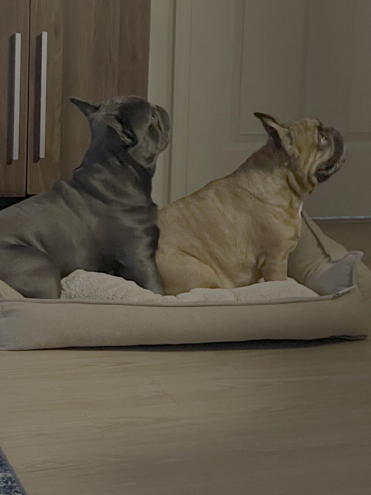 Louis sitting up beside a sleeping French bulldog friend