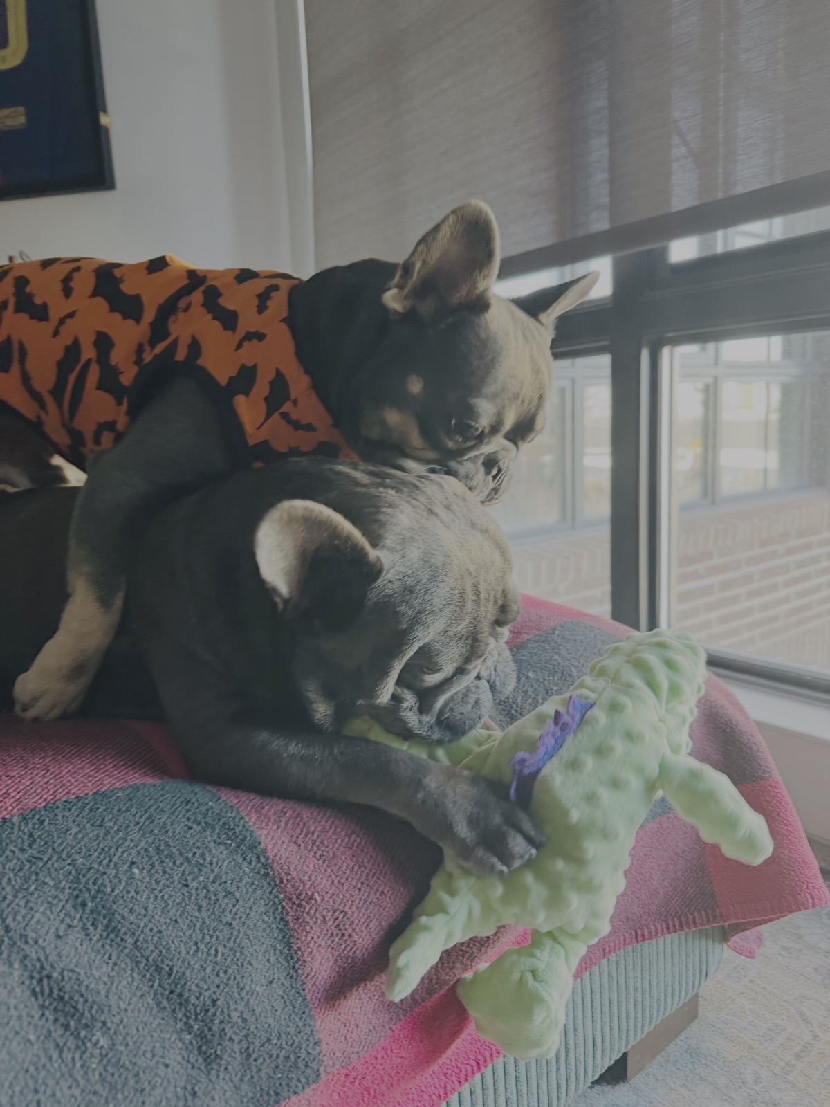 Two French bulldogs cuddling with a toy