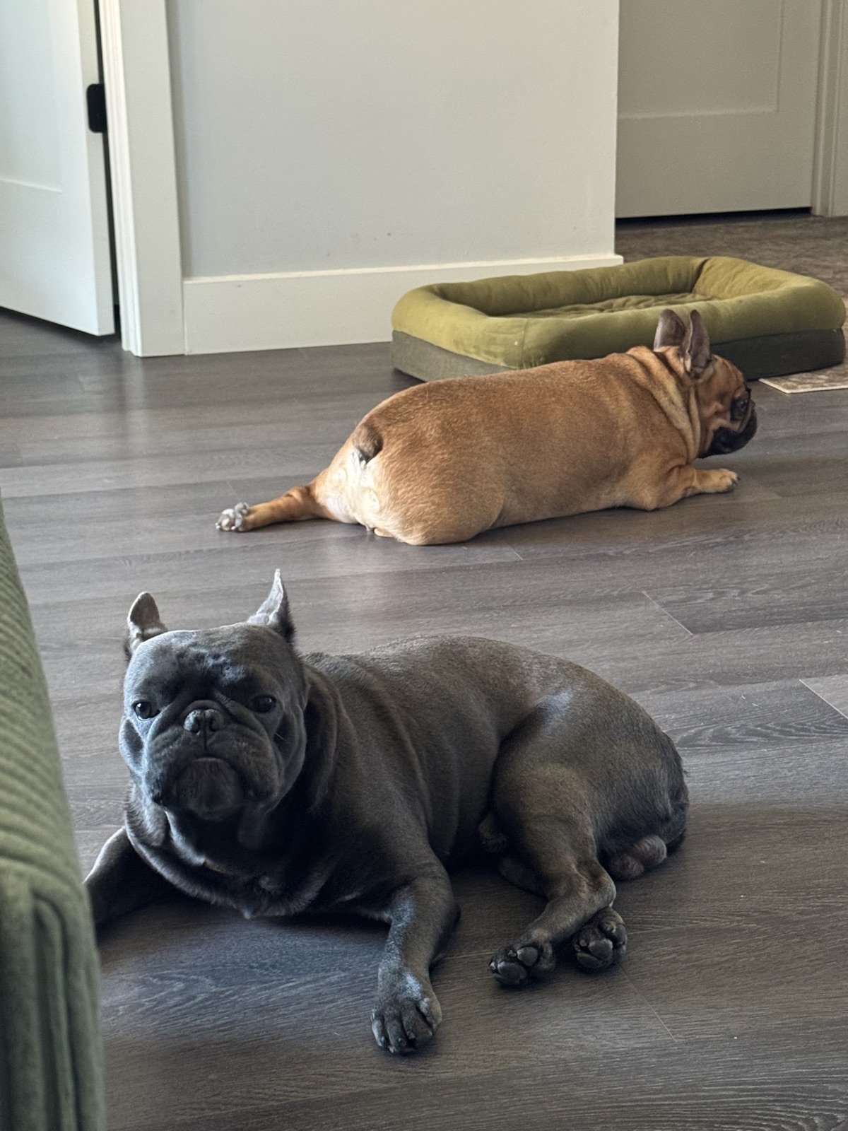 Louis lounging on hardwood with a tan French bulldog