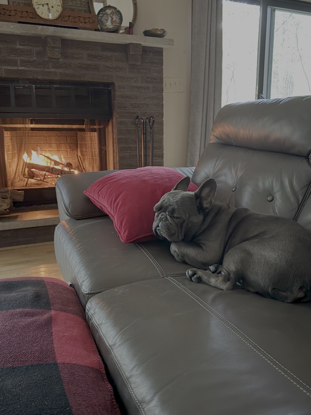 Louis napping on the couch by a lit fireplace