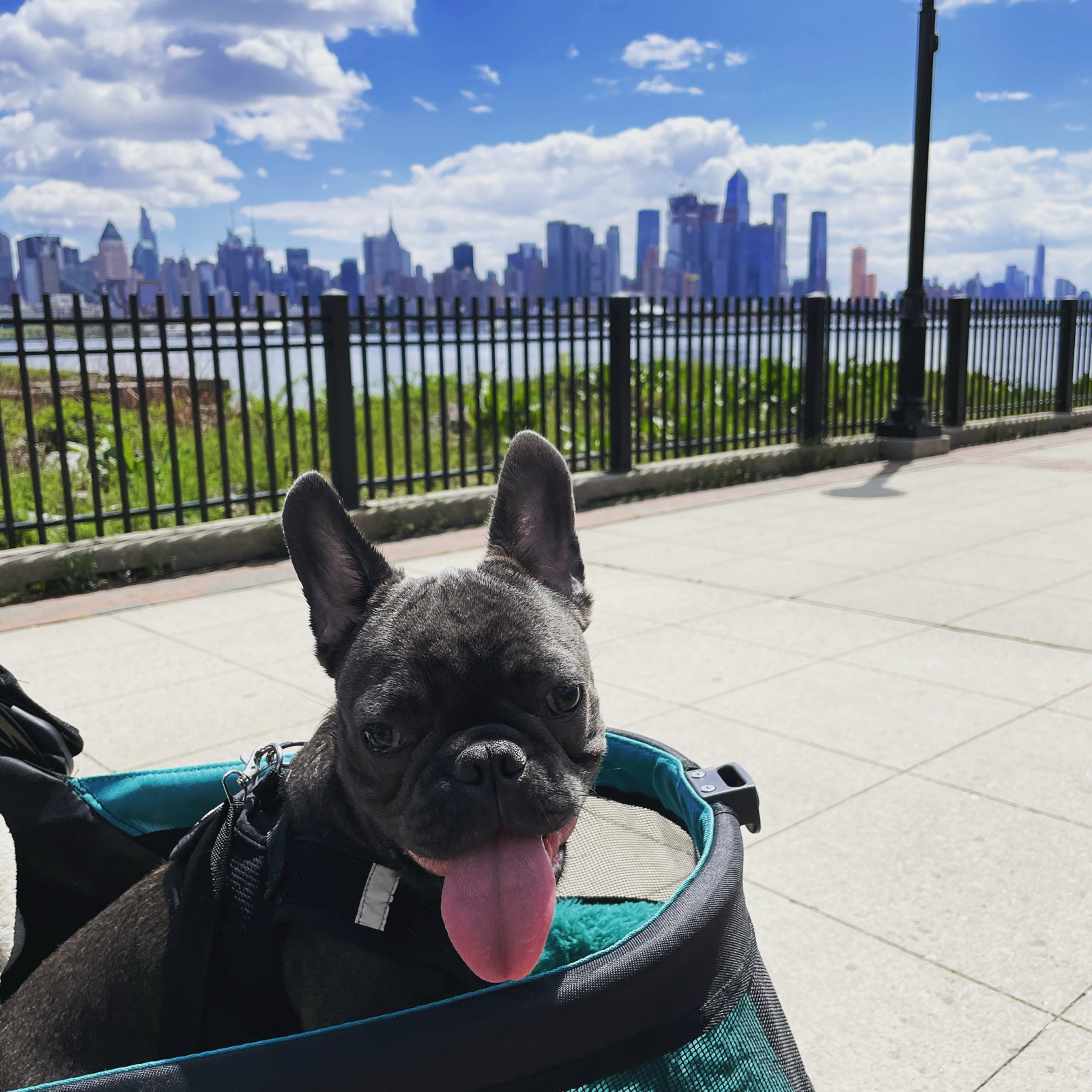 Louis in a stroller with the Manhattan skyline behind him